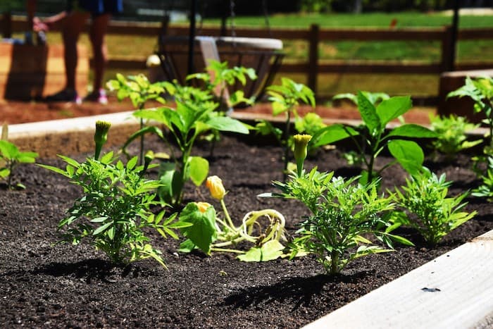 garden.jpeg
