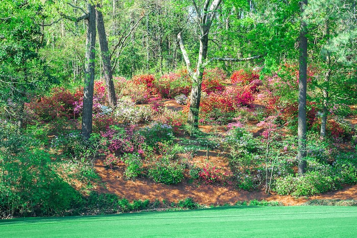 masters-50.jpeg